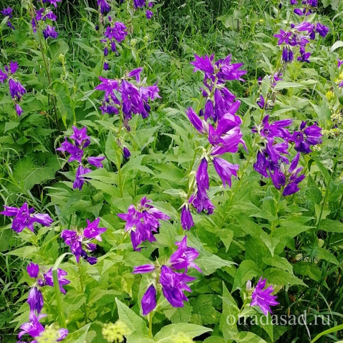 Колокольчик крапиволистный бернис