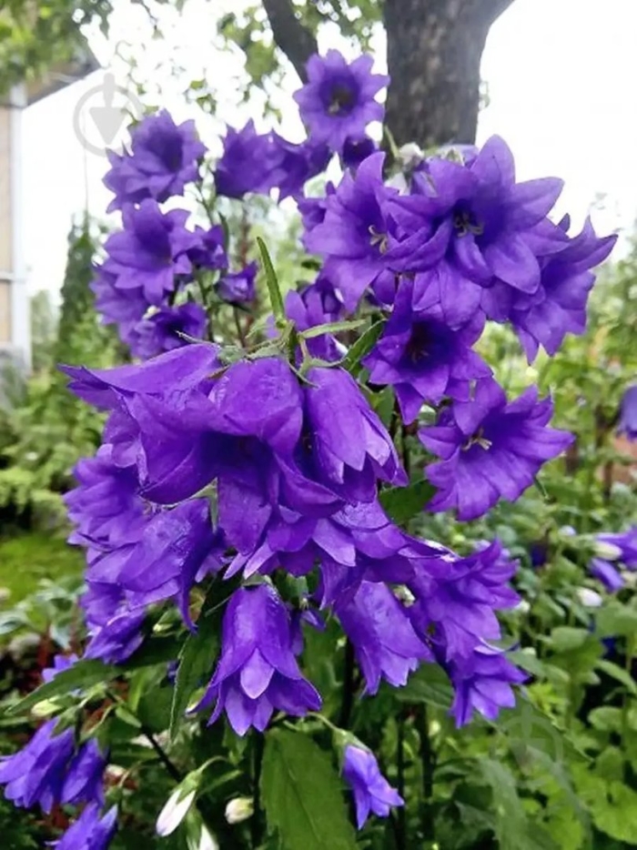 Campanula trachelium bernice