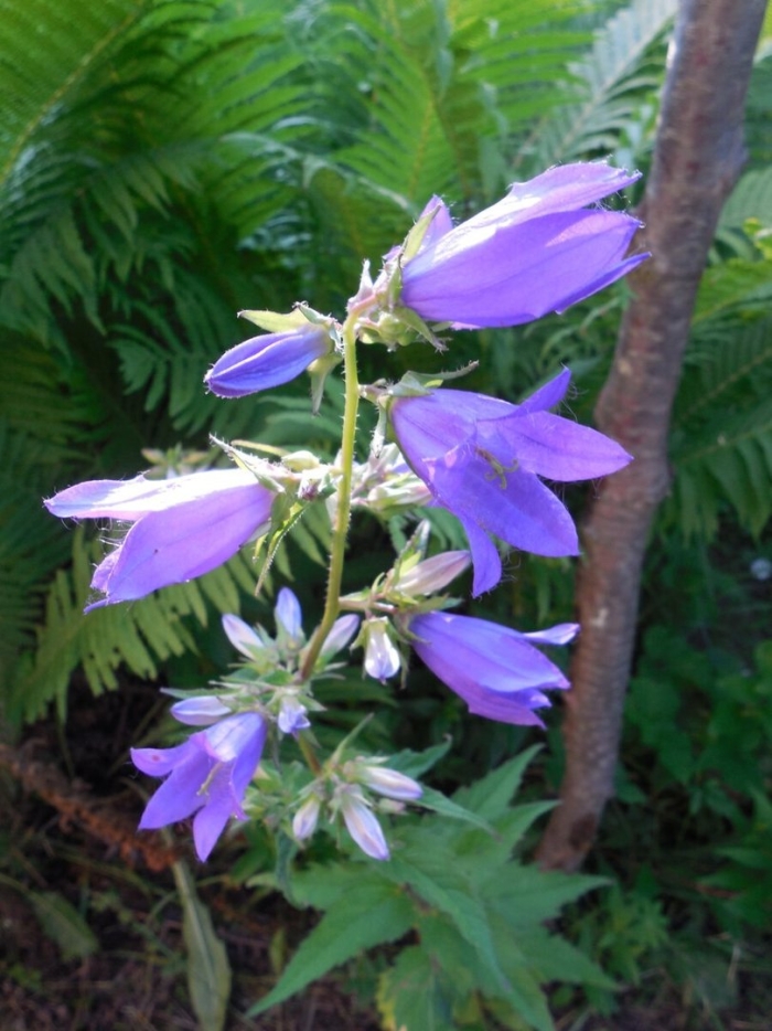 Колокольчик растения из семейства колокольчиковых