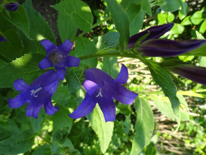 Колокольчик (кампанула) широколистный