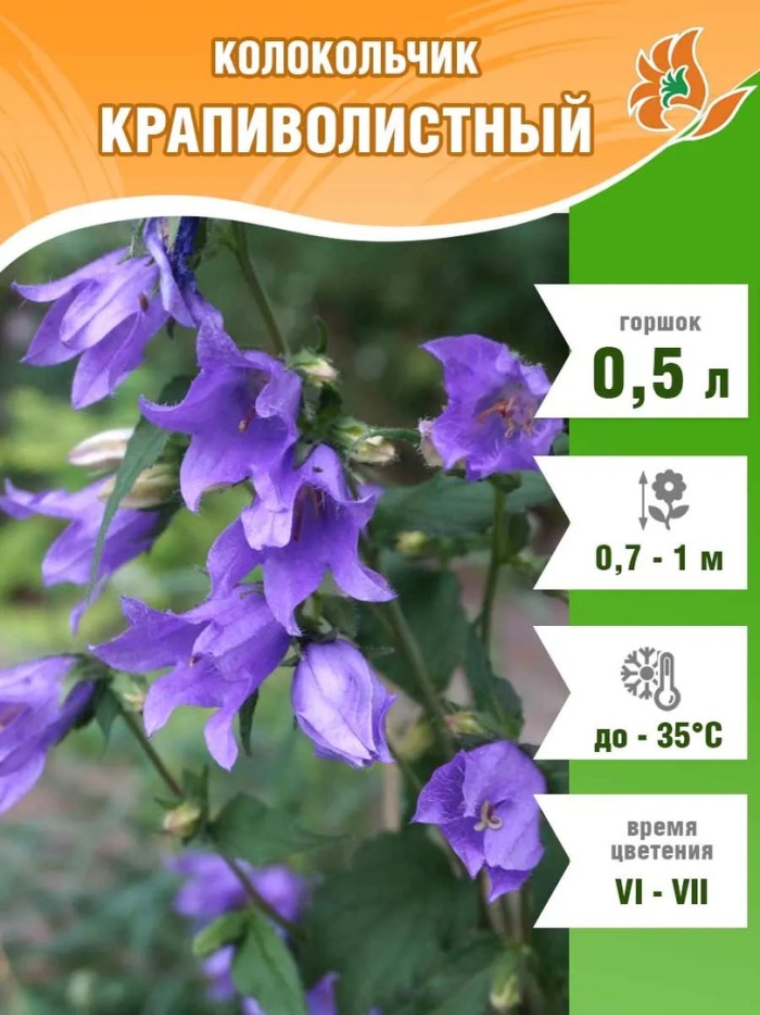 Колокольчик растения из семейства колокольчиковых