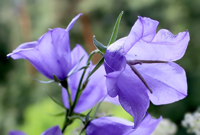 Лесной колокольчик