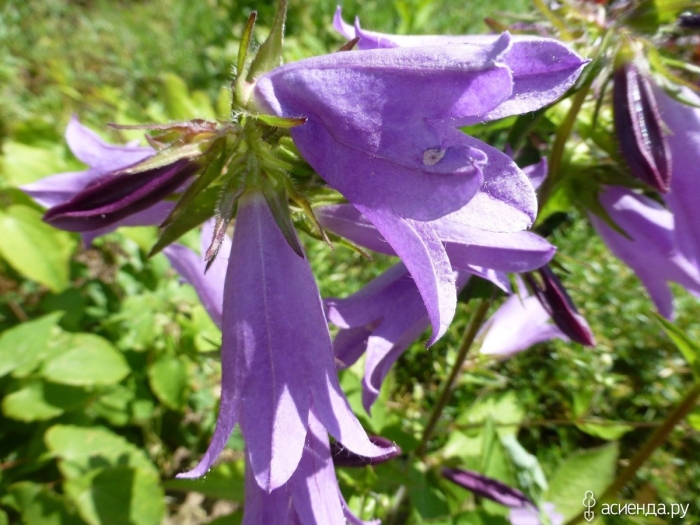 Колокольчик кампанула многолетний