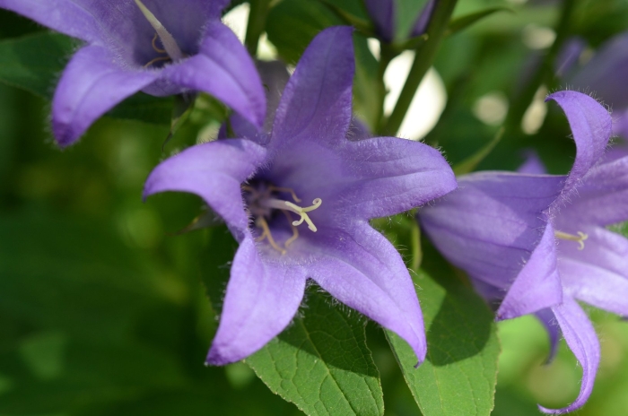 Колокольчик (кампанула) широколистный