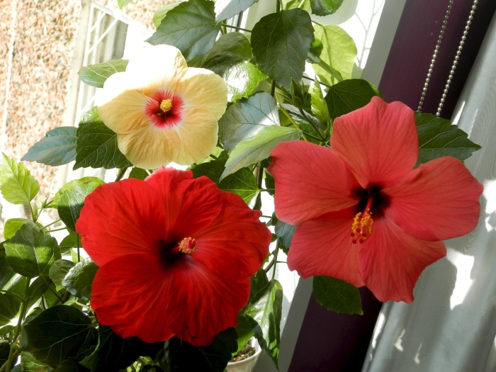 Гибискус комнатный