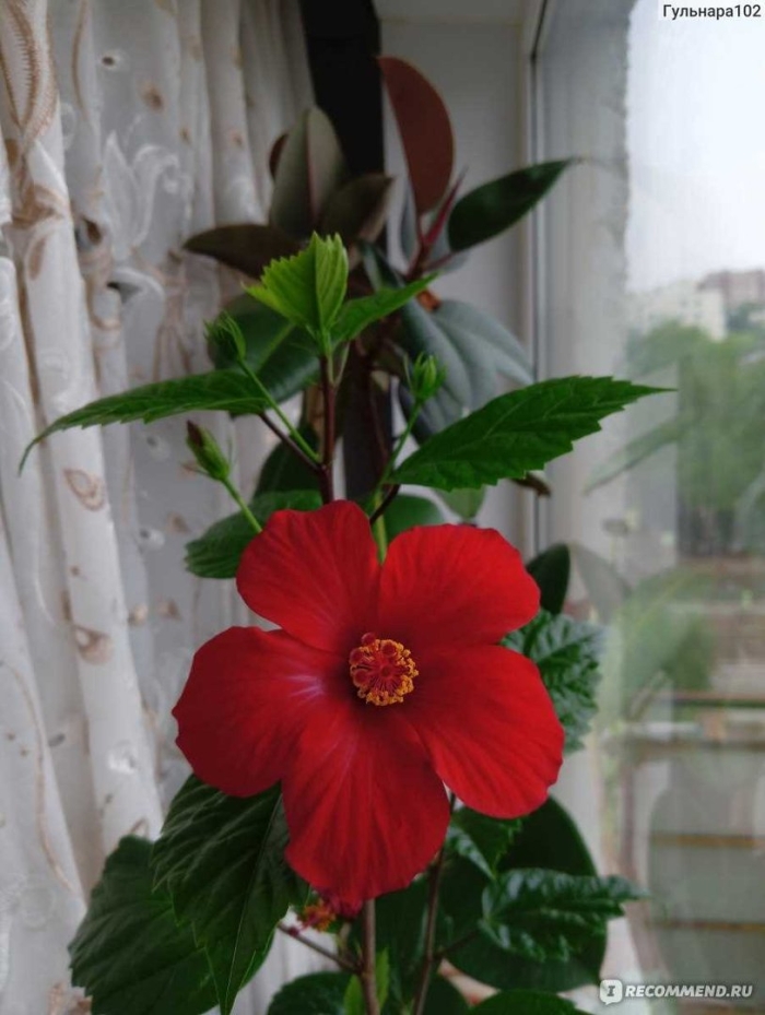 Гибискус китайский розан