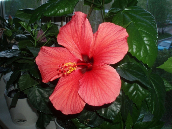 Гибискус китайская роза дерево