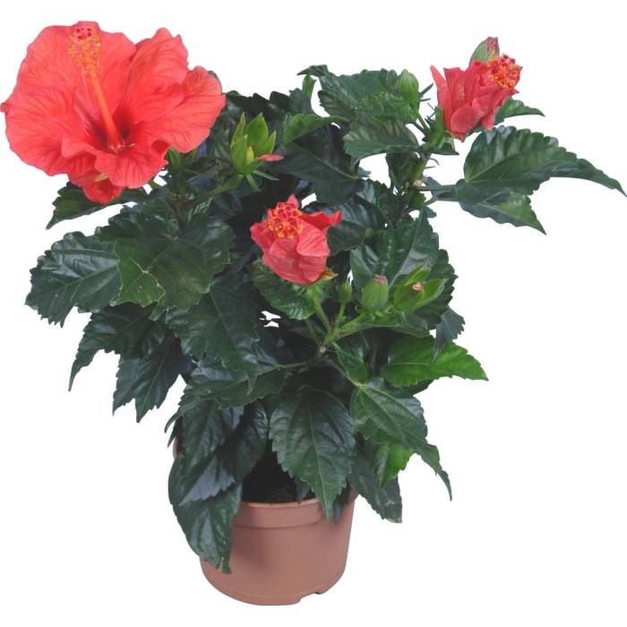 Гибискус китайский  sunny funchal