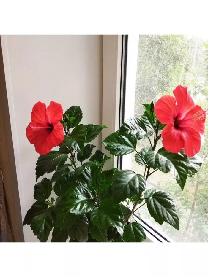 Гибискус бенджамина