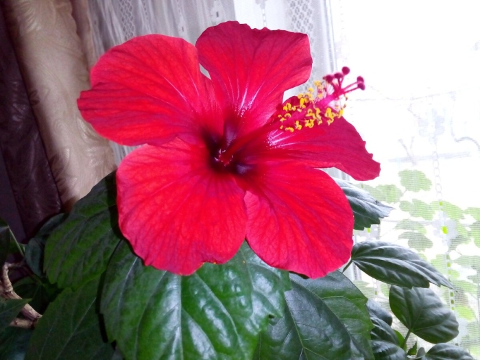 Гибискус китайская роза