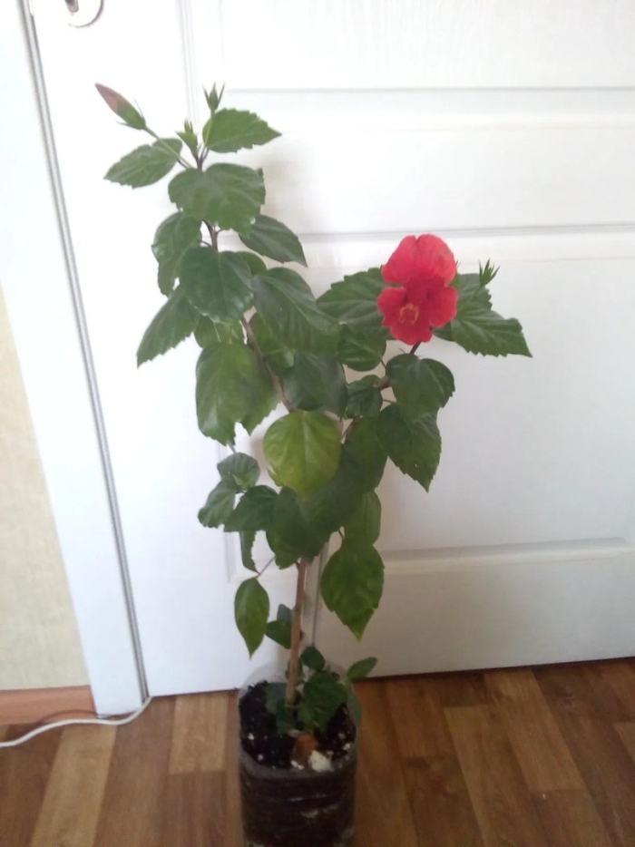 Гибискус китайский роса