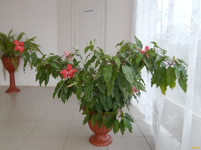 Гибискус комнатный цветение