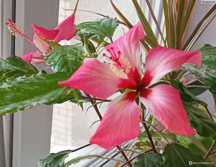 Пестролистный гибискус