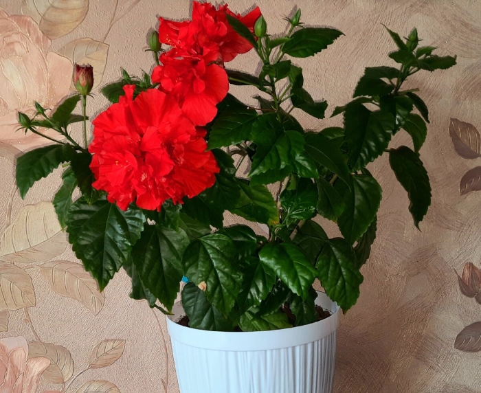 Гибискус бордовый