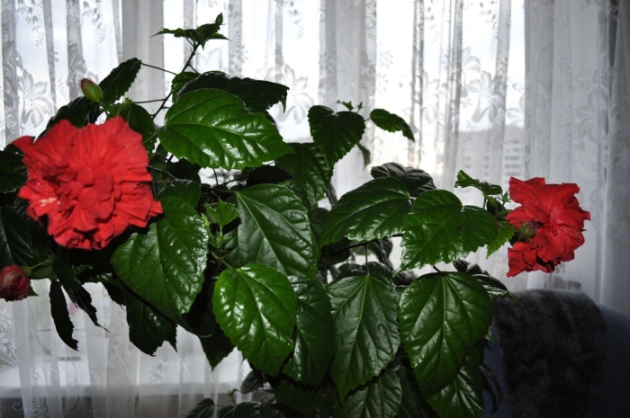 Гибискус цветок комнатный