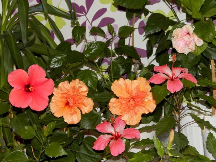 Китайская роза гибискус