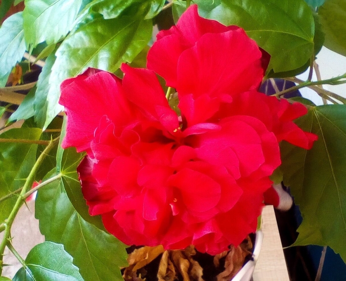 Китайская роза гибискус