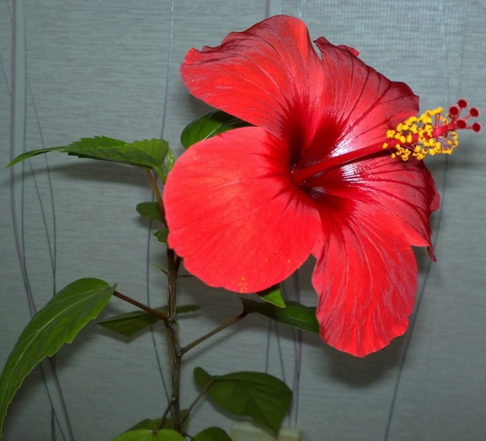 Гибискус китайская роза