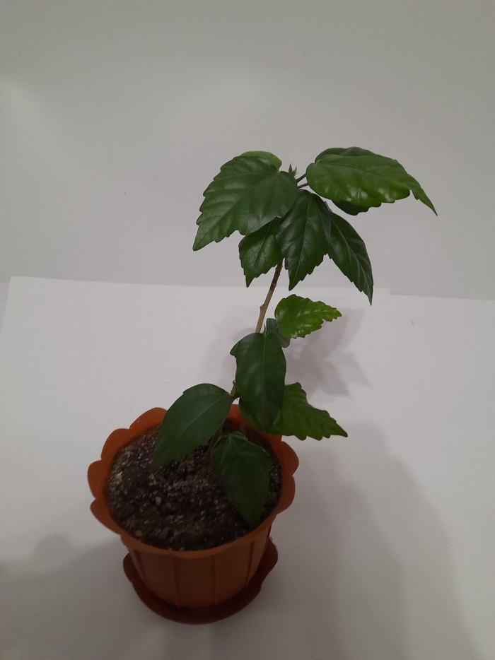 Кофе арабика растение