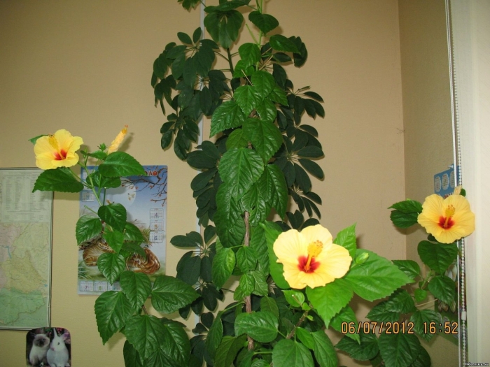 Гибискус китайская роза