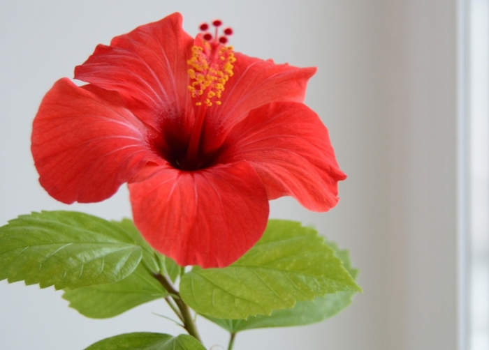 Гибискус китайский розан