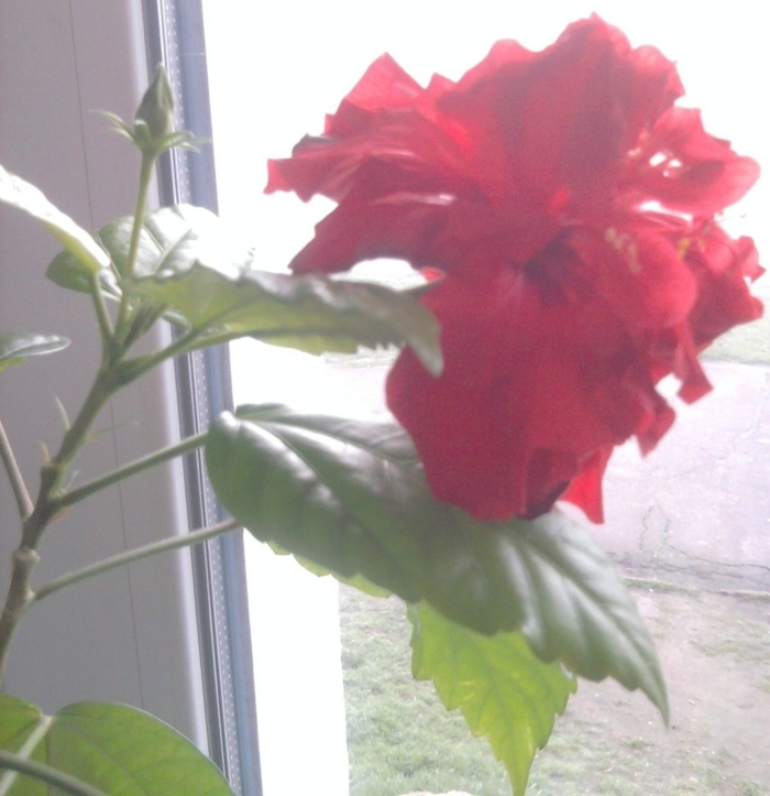 Гибискус китайская роза красная