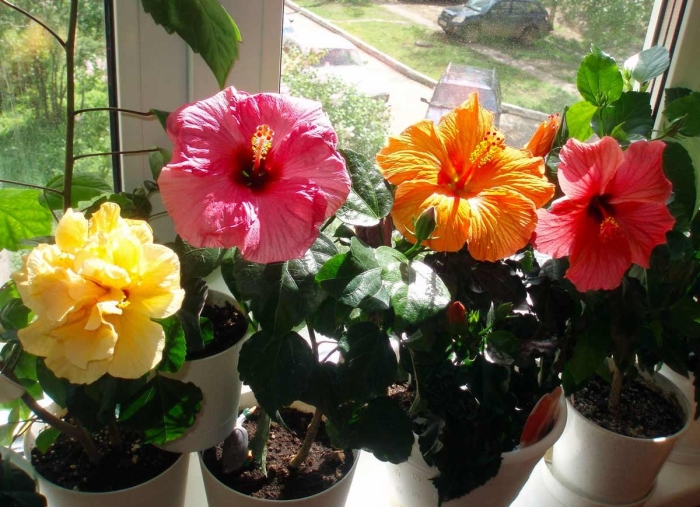 Гибискус китайская роза