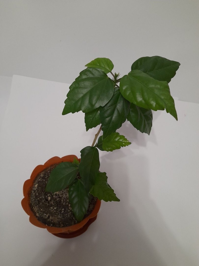 Гибискус комнатный