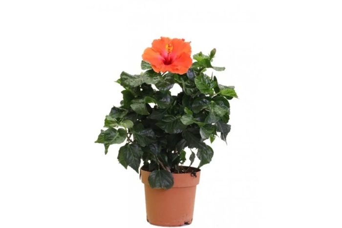 Гибискус графф микс