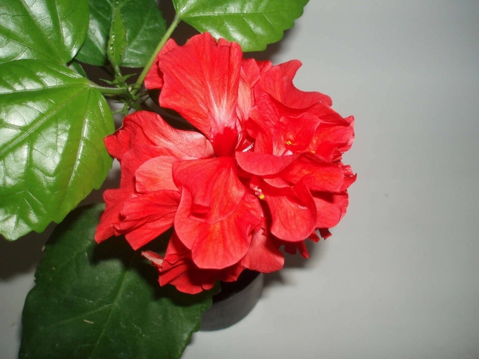 Гибискус красный комнатный