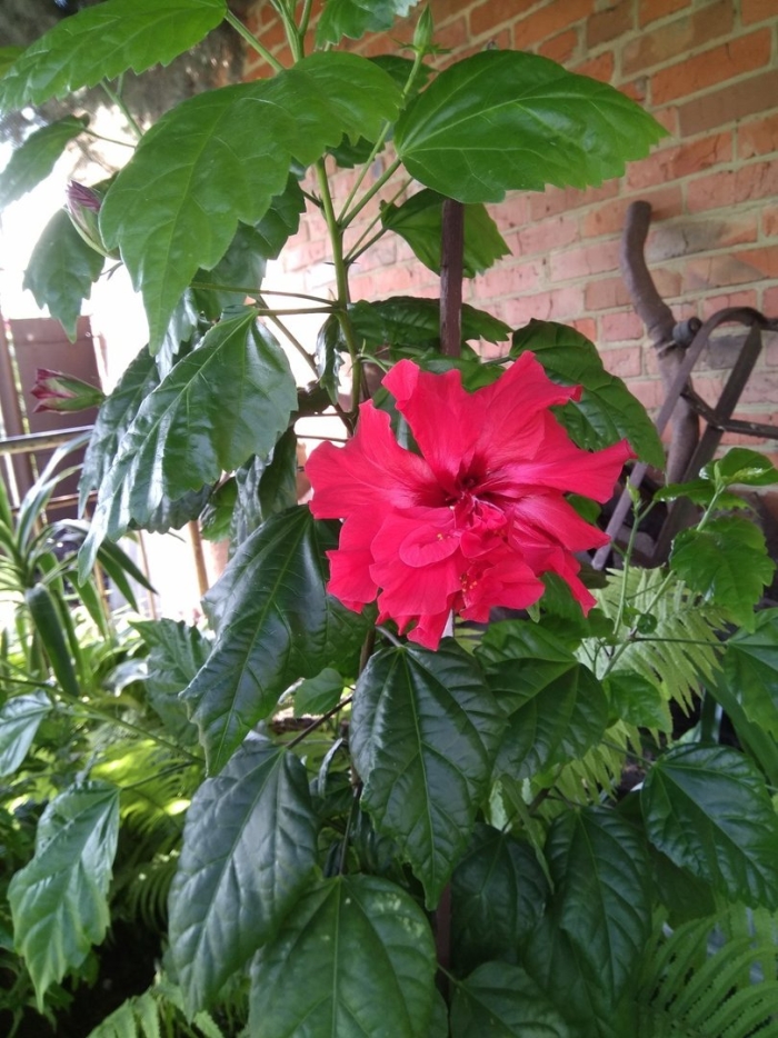 Гибискус китайская роза