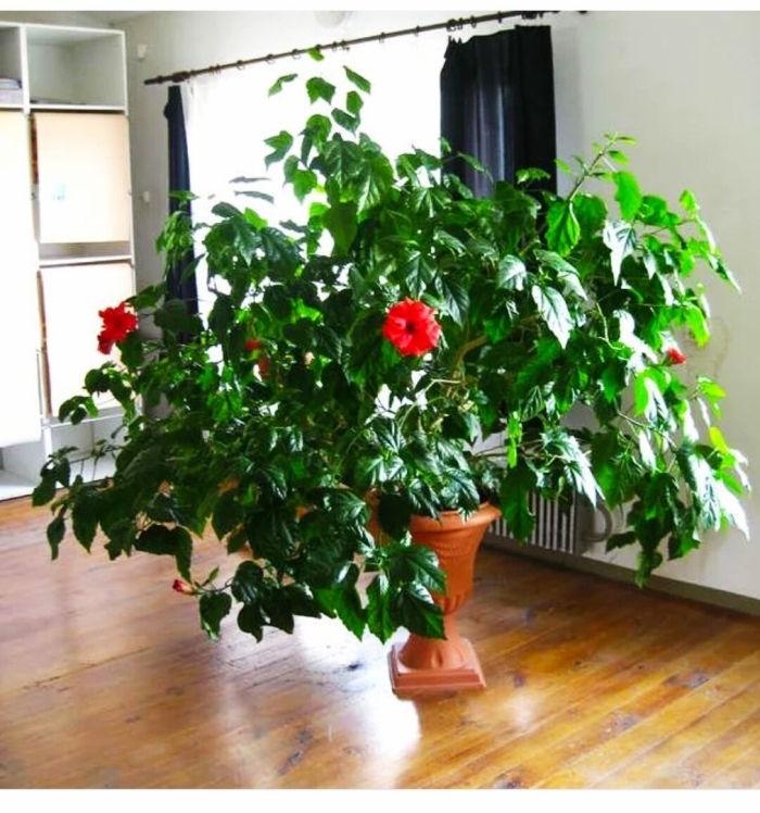 Гибискус зацвел