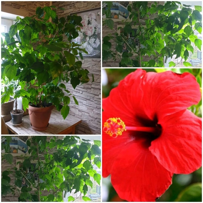 Гибискус красный немахровый