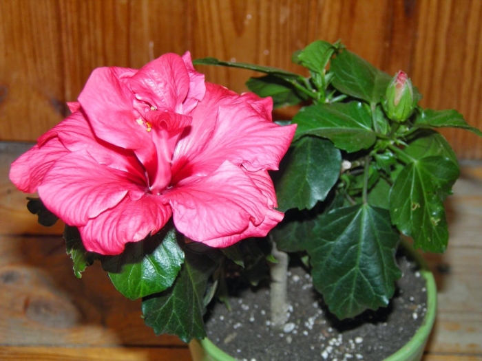 Гибискус китайская роза