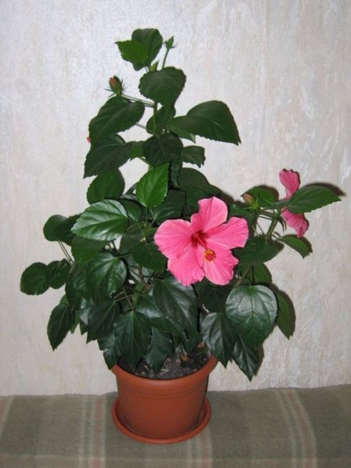 Гибискус китайская роза родина растения