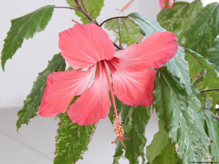 Гибискус китайский розан