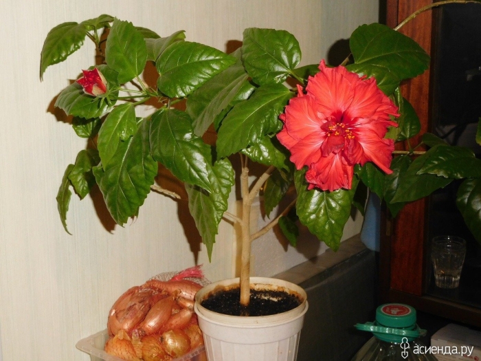 Комнатная китайская роза