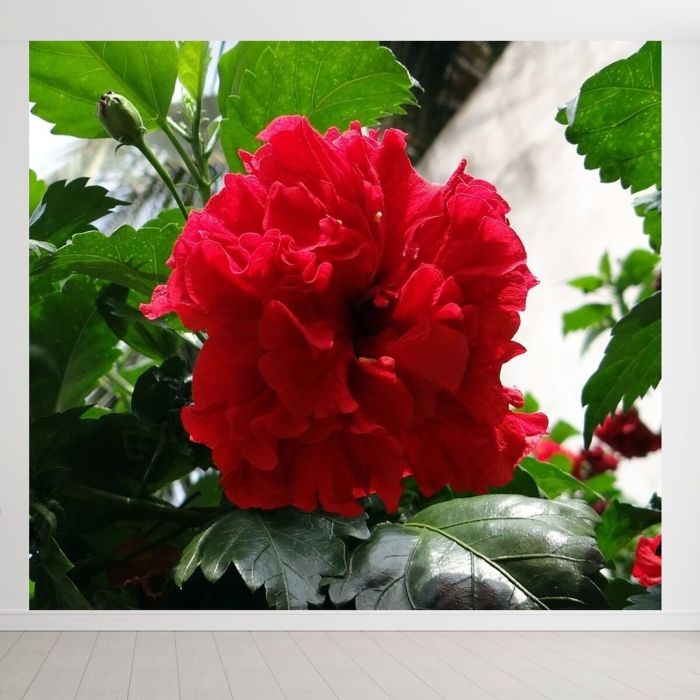 Гибискус махровый комнатный