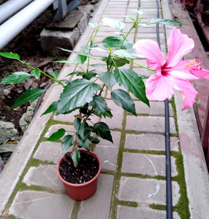 Цветок гибискус