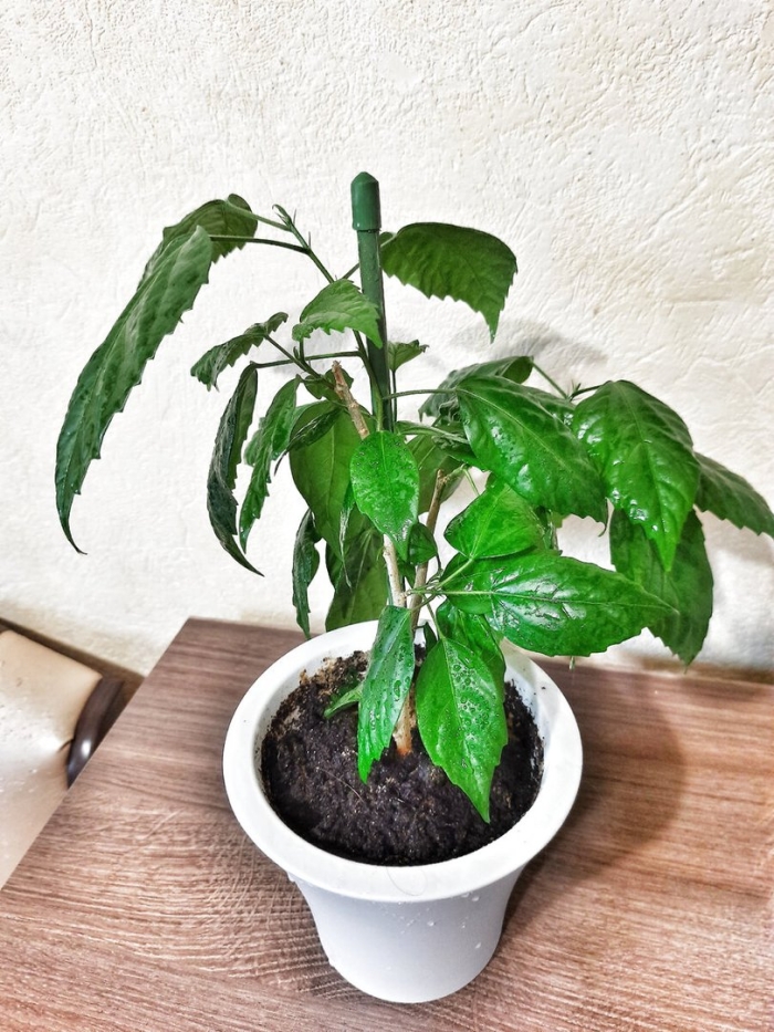 Комнатное кофейное дерево