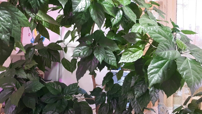 Гибискус комнатный формирование кроны