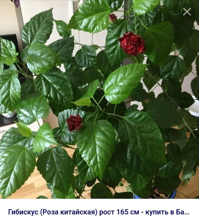 Гибискус китайская роза листья