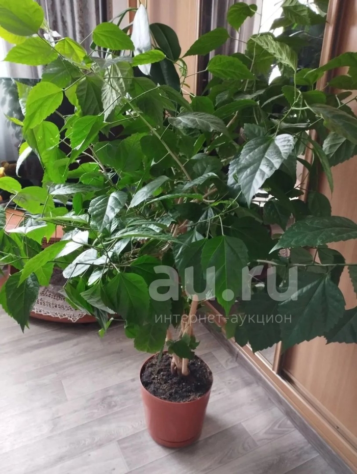 Китайская роза комнатное растение