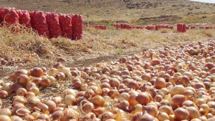 Лук репчатый манас