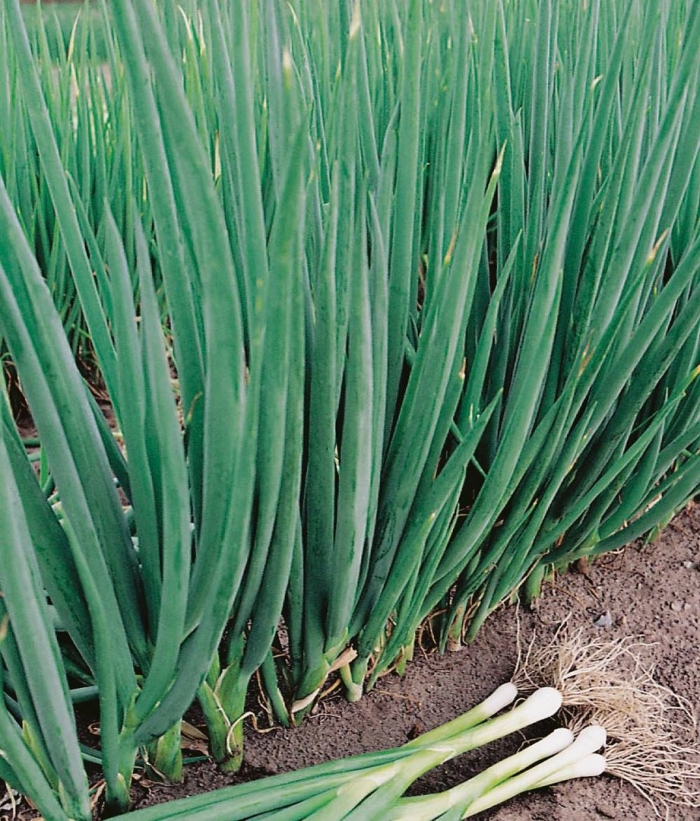 Апрельский лук батун