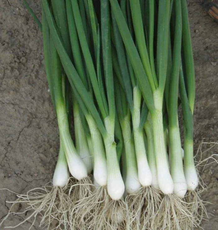 Лук на зелень