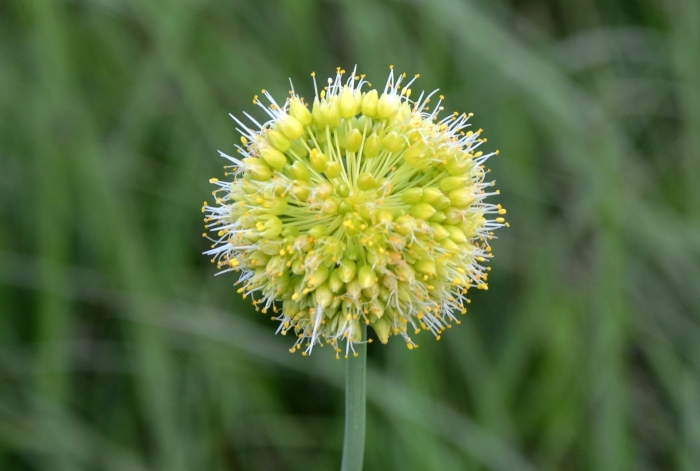 Лук косой allium obliquum