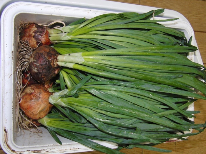 Лук на перо