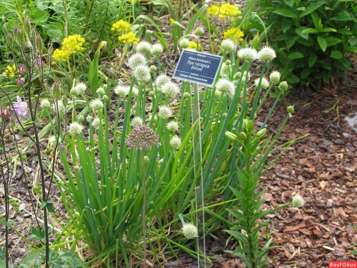 Allium fistulosum