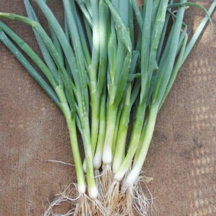 Апрельский лук батун